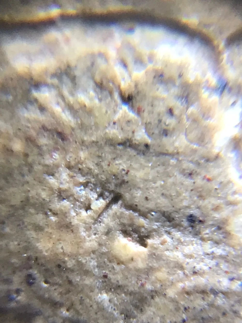 Close‑up photo of the golden yellow duanni